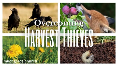 Overcoming Harvest Thieves : Rejoice in Hope!