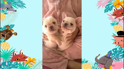 Two cute Baby dogs stops fighting in one order
