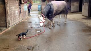 Dachshund takes horse for a stroll