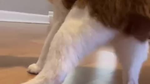 Unbelievable!!! Funny cat Videos Try Not To Laugh 🦴🐕🐶
