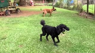 Dogs catching tennis balls.
