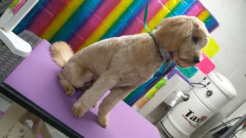 Doodle dog after groom