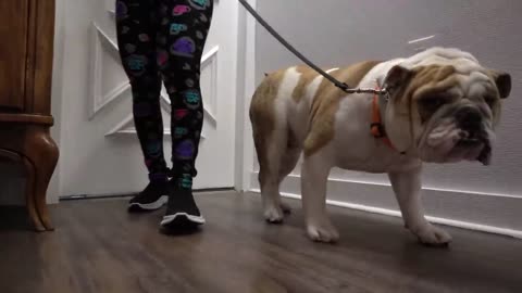 Why English Bulldogs are THE BEST (and the worst)