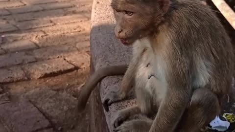 Monkey 🐒kids playing funny and cute moments