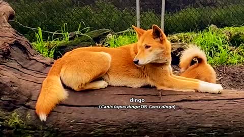 Dingo facts: is a dingo a dog? | Animal Fact Filess