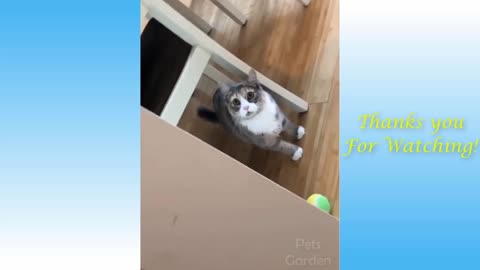 Cute And Funny Dog and Cat Videos/ Try To Stop Laughing Challenge