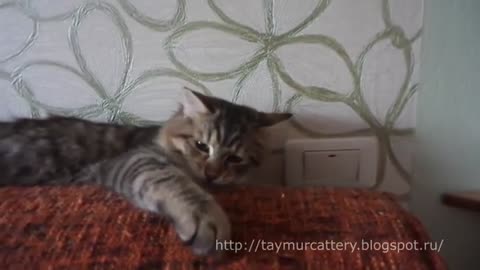Siberian cat Klubnichka