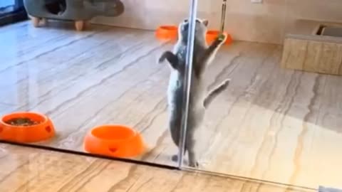 Super jumping cat video 🐱🐱🐱🐱
