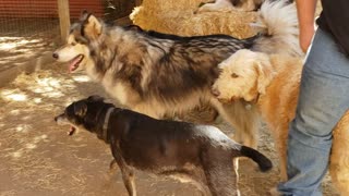 "Grandpa"...A 17-year-old Dog Loves His Pack .... So CUTE!