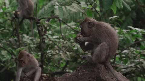 Monkey Peeling a Fruit