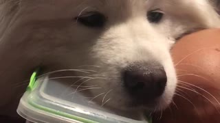 Samoyed dog aka cute cookie monster