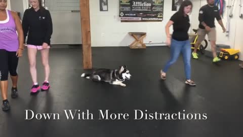 6Month Old Husky Loki Husky Off Leash Dog Training Electronic Collar Training_