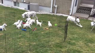 12 Dalmatian puppies watch their parents play