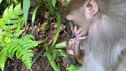 Cute Monkey China & Funny Love monkey