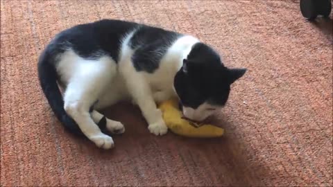 Extraño gato adora las bananas falsas