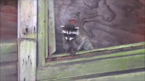 Raccoon babies are very cheeky