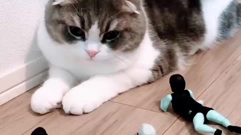 Cat funny scene