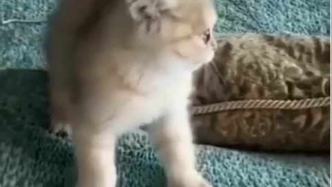 🤣 funny dog and cat videos 🐶 😻 try not to laugh 😻 #shorts