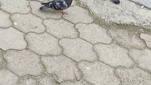 Pigeons eating sausage