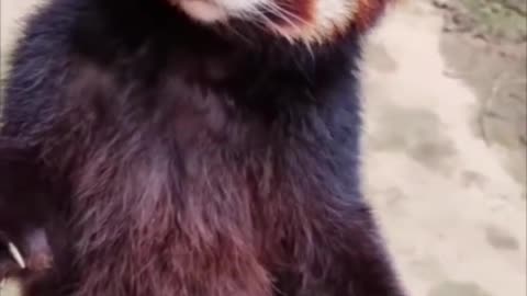 Red Panda Politely Reject touching unless Treat is offered