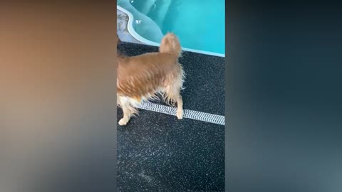 Her Dog Rents a Swimming Pool