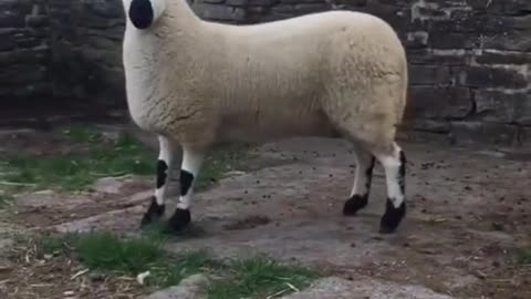 A new breed of sheep you've never seen