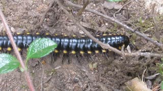 "Take a moment' for the many legs of a Centipede