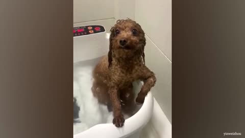 Bath time never gets any easier! Dogs vs Bath 😱