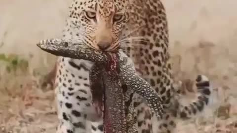 wild jaguar in the wilds of Africa