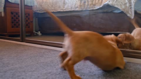 How remarkable puppy is doing impressive tricks to catch another puppy