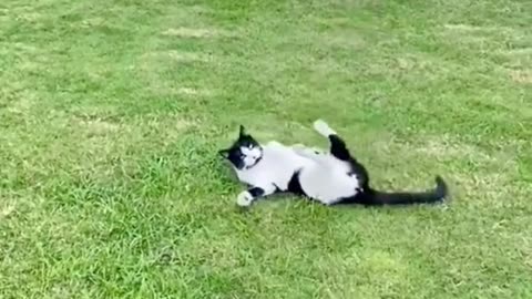 Goalkeeper 😂😂#pet #catlover #catsoftiktok #fyp #cats #fypyou #tiktok #funnycat #funnyvideos