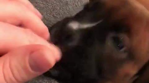 Phoenix Ridge Boxers.. puppy teething