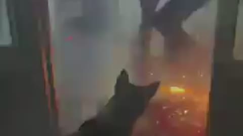 Naughty Dog ​​Playing With Firecrackers