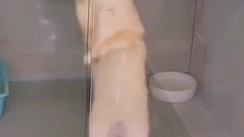 Funny Cat Video