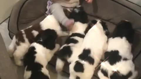 Attack of a pack of small dogs on a child