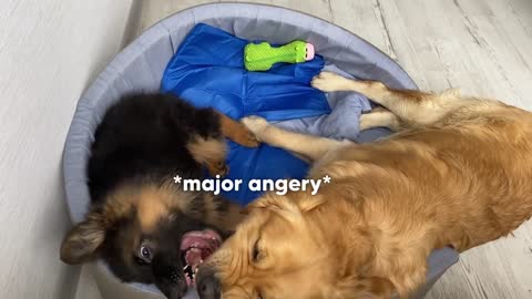 My Dog Reacts to Puppy Stealing His Bed