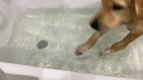 Dog puppy bathing video.plaing in bath golden Retriever