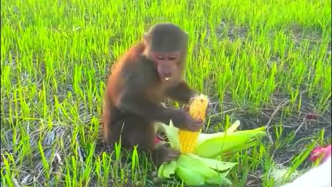 Super Sweet, Monkey Abu&Goat Friends are.enjoying the red dragon fruit- Monkey Animals 058