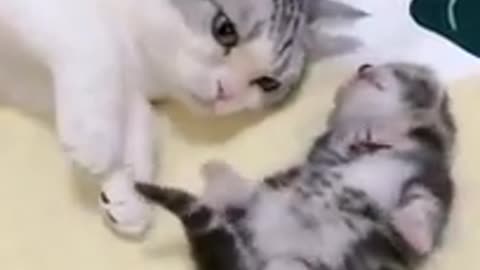 Sleeping kitten is kissed by mommy cat