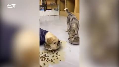 Dog and cat eating food together cute style