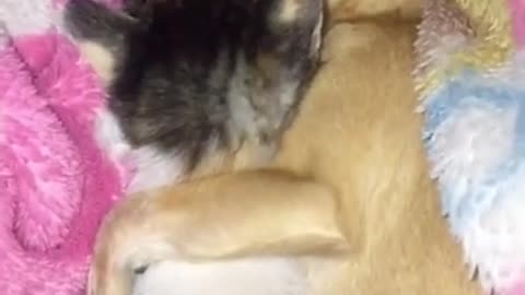 🤣 Funniest 🐶 Dogs and Cats 😻 - Awesome Funny Pet Animals Videos 😇