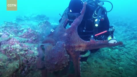 how octopus attact on diver in sea