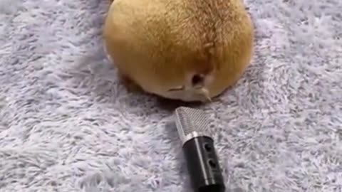 Dog Farts Into Microphone