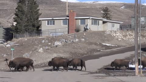 Conserving Wild Bison: An American Icon