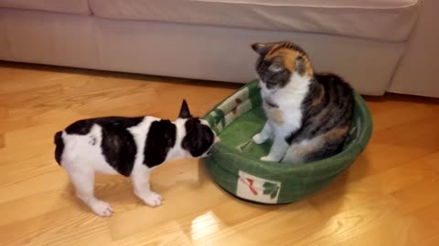 Puppy attempts to reclaim back its bed from cat