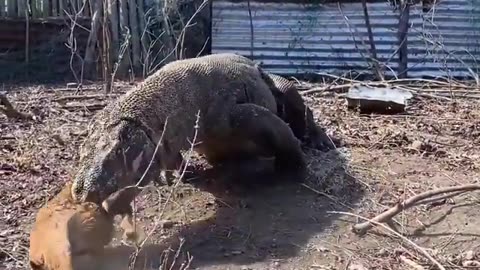 Komodo Dragon full speed Chasing Baby Goat