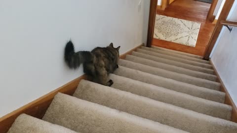 The cat going to down side on stairs but it has not balance to go down