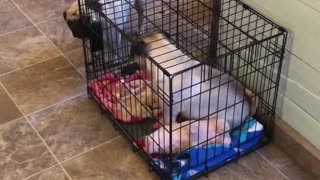 Pug Caught Locking Brother in Crate
