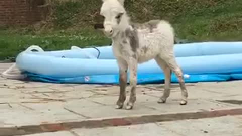 White mini horse makes weird noise in backyard makes owners laugh