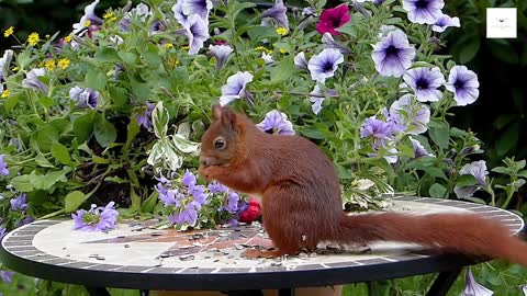 A squirrel is eating food